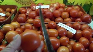 ТОМАТ УЛЬТРАСКОРОСПЕЛЫЙ. №10. ДЕГУСТАЦИЯ 2020 года.