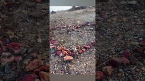 Пока горит любовь