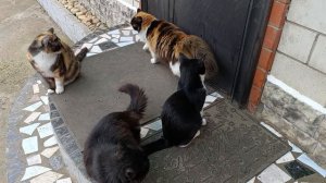 Мы хотим домой