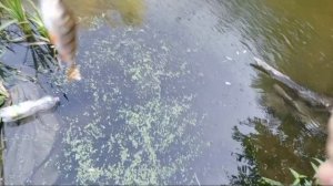 Первое знакомство с Black Adder Nano 1.68m 0.3-0.8gr BA562NANOUL-S-H4F1-23!