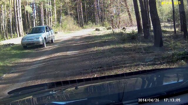 Косули в нашем лесу Козьи Горы.