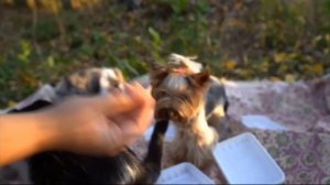 ПИКНИК!🍌 Устроили пикник на природе.🤩🤩 Пупся нашла большой гриб! 🍄А ну-ка давай-ка🙂☺️