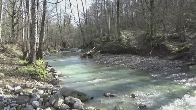 💚Слушай весну! Первые цветы, грибы и шум реки | Релакс 8 марта🌿✨ #весеннийлес #релакс #шумреки