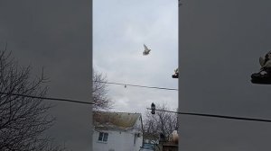 кормление, мои голуби Ростовская область Сальский р-н (89895013708) Андрей продаются