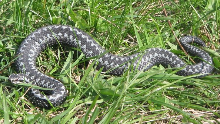 Маленькая гадюка осенью