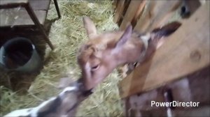 09-03-2026 Пьёт сколько хочет / козы / деревенская жизнь.