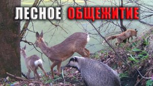 Проверка ФОТОЛОВУШЕК, у ЖИВОТНЫХ общежитие, неудачная РЫБАЛКА, лесные СОНИ / Фотоловушка в лесу