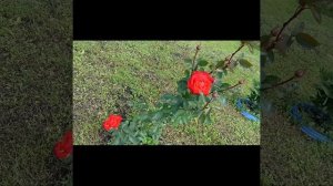 Рассказ - " Настоящая любовь"