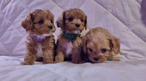 Мальчишки Кавапу