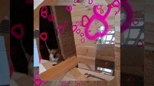 1000050954.mp4 (Собака наблюдает за устройством лестницы на 2-ой этаж в доме А-фрейм)