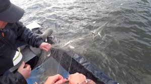 Промысловая рыбалка на зельдя. Вот так северяне ловят рыбу.