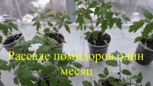 О сроках посева помидоров, перцев и баклажанов на рассаду.