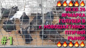 🔥🔥🔥 08.03.26 Ярмарка голубей в г.Новошахтинск. Птичий рынок. Pigeons Fair. Bird Market.