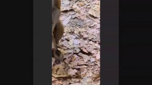 Многодетная Либби с очаровательным monkey baby Levi.  1 000044853.mp4