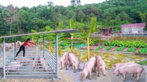 Строительство свинарника с бетонными полами, железной крышей и обшитым железом. Серия 45. Ли Фук Ви