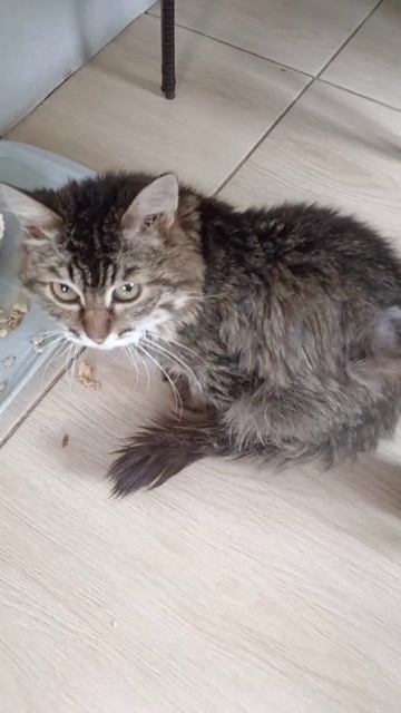 Дикий Кот Димка!