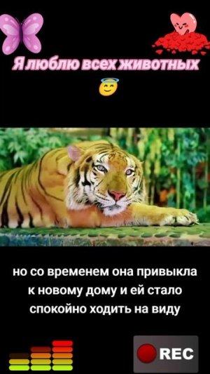 Животные приколы и не только😅
