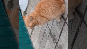 Яростные и в тоже время экстремальные персонажы в 8 долгожданной части пристают к легендарной кошки.