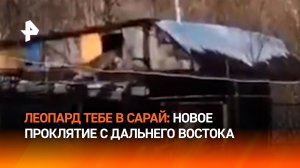 Леопард, который живет на чердаке. Большой кот хотел арендовать жилье, но не вышло