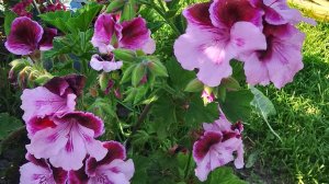Королевская пеларгония Пурпур Элеганс Маджести. Уход за цветком