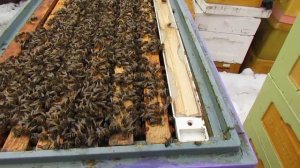 26.03.2024, утепляю 8 рамочный отводок с маткой бакфаста, ставлю белковую подкормку ( архив )