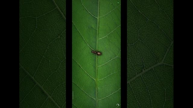 Ant Legion. Промокод.