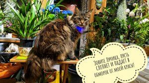 Кошка Морошка любит синий? Сова неясыть Кофи тоже сел на диету. Курвочки уселись спать