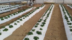 Подкормки и обработки клубники, сорт Мурано, в начале вегетации