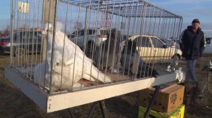 Птичий рынок. Ленинградская. [08.03.2026]