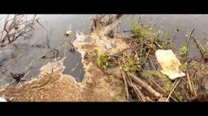 собираю пластиковую рыбку ЧАСТЬ 47