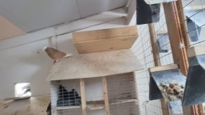 Эти вредные голуби.