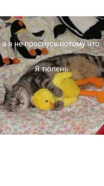 если мы проспим