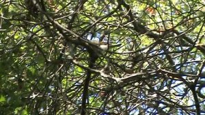 молодые  птицы