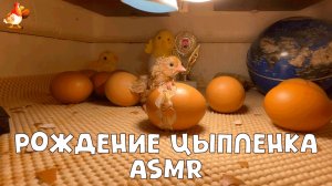 Рождение цыпленка за 20 минут АСМР