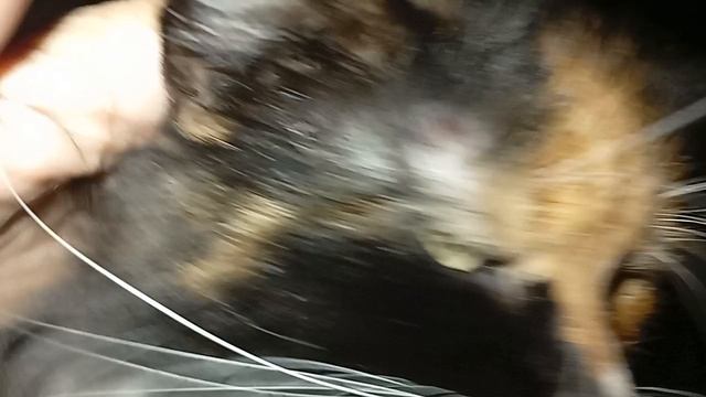 Замените мою киску