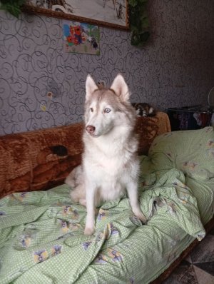 прохожу паркур