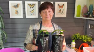 Обязательная перевалка рассады перца.