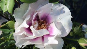 Айс Фо Ю, роза персидская в южном саду