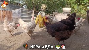 Кормление кур овощами и фруктами для зарядки и от скуки 🥗🐓🤗  (70)