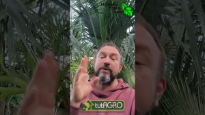 Семена взошли_ 5 обязательных шагов что дальше. Поэтапный план ухода, чтобы расс