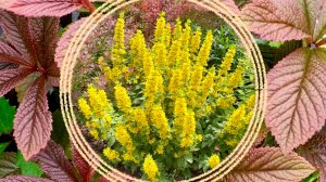 Многолетние растения для украшения тенистых мест. Продолжение.