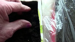 Муромцево 9 марта 2026г  как я сею на расаду томаты.