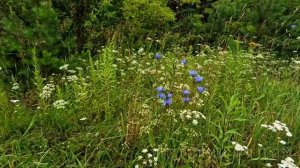 Волчий билет для жениха.