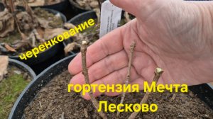 Гортензия метельчатая Мечта Лесково , серия Bloomulus