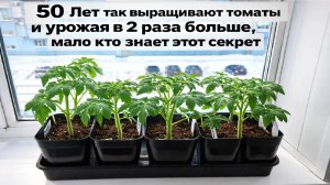50 лет так выращивают томаты и всегда любая рассада низкая и урожая в 2 раза больше!