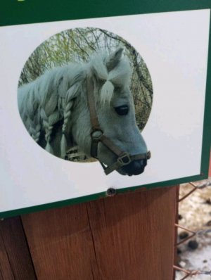 мини трансляция