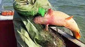 Попался Огромный Сазан Рыбалка В Дагестане