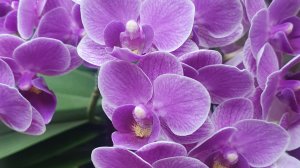 Ещё 2 полки цветущих орхидей.