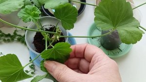 Сделай в марте с Пеларгонией, Геранью