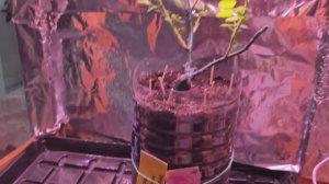 А МЫ ТУТ ПЛЮШКАМИ БАЛУЕМСЯ.) ПРОДОЛЖАЮ САЖАТЬ.